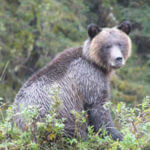 【人生を変えた出会い】野生のグリズリーベアに遭遇した忘れられない体験