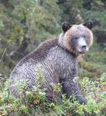 【人生を変えた出会い】野生のグリズリーベアに遭遇した忘れられない体験