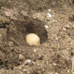 農業研修1年生｜この写真何だか分かるかな