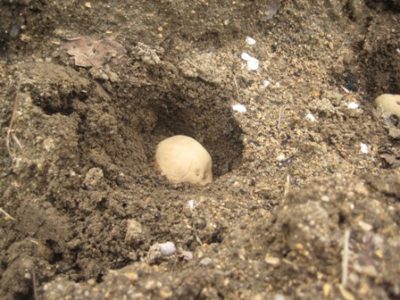 農業研修1年生｜この写真何だか分かるかな