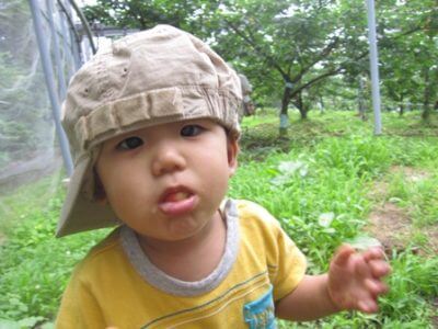 大根収穫して無料配布中。収穫は楽しいぜ！