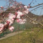 月曜日の体重公開日、ダイエット開始から50日