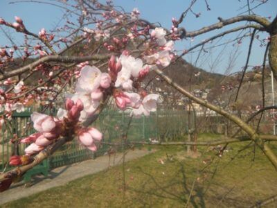 月曜日の体重公開日、ダイエット開始から50日