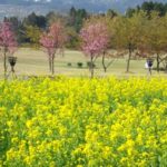 九州旅行を振り返って、杉乃井ホテルのイリュミネーションは圧巻でした