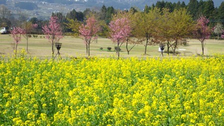 九州旅行を振り返って、杉乃井ホテルのイリュミネーションは圧巻でした