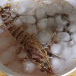 お土産でもらった車エビを調理してみました