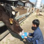 上野原牧場（カドーレ）で牛さんと触れ合う子供たち