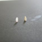 子供たちにお灸を据えてみた、「お灸体験会」