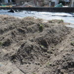 畑仕事に行ってみた｜とりあえずジャガイモ植えます