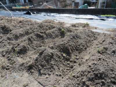 畑仕事に行ってみた｜とりあえずジャガイモ植えます