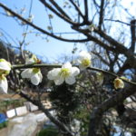 嫁さんも確定申告が終わり、漸く本業に専念してくれます