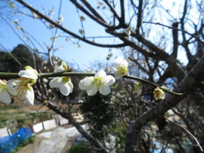 嫁さんも確定申告が終わり、漸く本業に専念してくれます