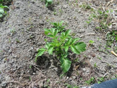 ジャガイモの芽の間引きに行って来ました｜初めての体験なので新鮮