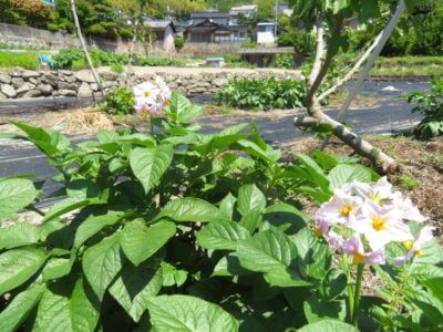 昼休憩は畑仕事、外出が楽しくてたまらない