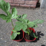 【小田種苗店】生まれて初めて海田町北口の種苗店に行ってみた