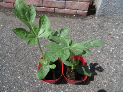 【小田種苗店】生まれて初めて海田町北口の種苗店に行ってみた