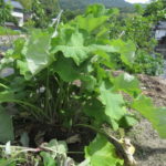 野菜の葉っぱを見て、何の野菜か分かるかな