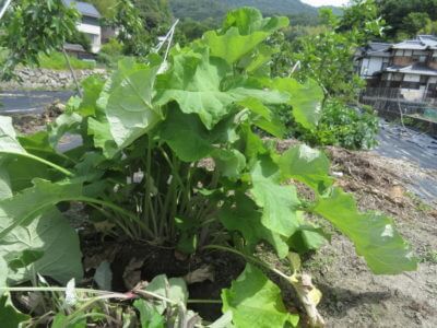 野菜の葉っぱを見て、何の野菜か分かるかな