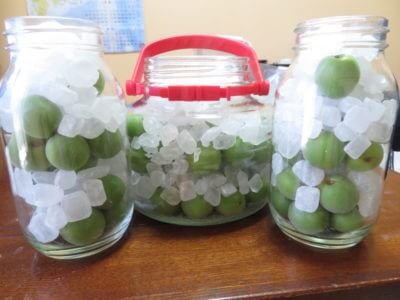 来年も美味しい梅酒を漬けるために勉強中