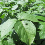 梅シロップを漬けた瓶を眺めてウットリしています