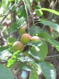 梅の木以外の果樹も楽しみたい