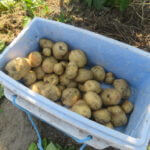 雨中ランニングは気持ち良いのだから、雨中農作業も面白いかも