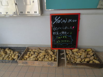 メークイン収穫完了｜おすそ分けします！