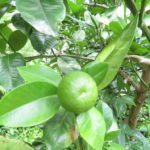 まずはひたすら草むしり、夏までに片づけます