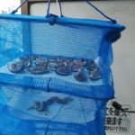 ドライいちじくお試し版を作ってみた、幾らでもイチジクあるぜ