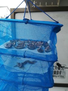 ドライいちじくお試し版を作ってみた、幾らでもイチジクあるぜ