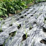 昼休憩を有効活用して畑仕事＆母親の膝の施術