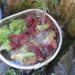 畑の収穫物は井戸で洗って綺麗にするまでがセットです