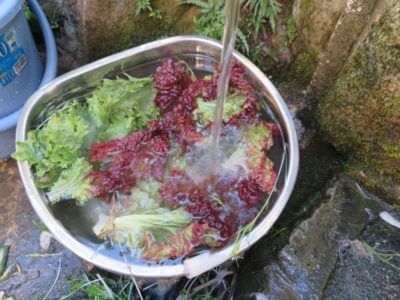 畑の収穫物は井戸で洗って綺麗にするまでがセットです