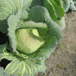 春休みは沖縄旅行、旅行計画練ってます