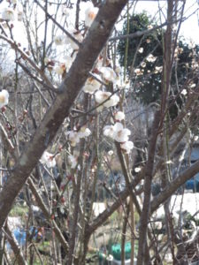 キウイと梅の剪定をしてきました