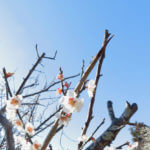 休耕地を耕してここをサブの畑にします、ジャガイモ畑の完成です