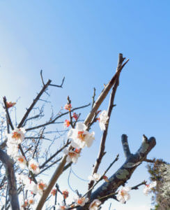 休耕地を耕してここをサブの畑にします、ジャガイモ畑の完成です