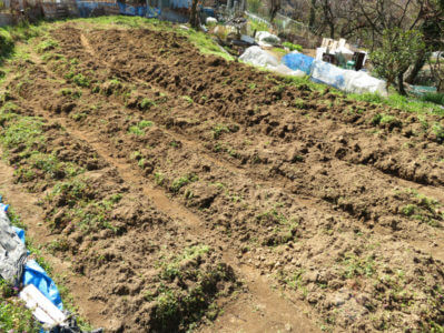 ジャガイモの植え付け完了！成長過程を見る事が出来るのが気に入ってます