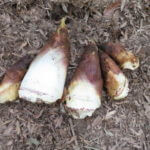 雨後の筍は大量だった、本日もタケノコ掘りへ