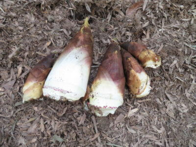 雨後の筍は大量だった、本日もタケノコ掘りへ