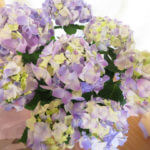 ゴールデンウィークが近づいて来た、うちは半分は営業します