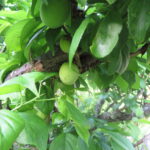 キウイと梅の木の剪定してきました。来年は沢山実を付けてくれよ