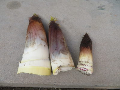 新規で来院されるお客さんが増えてきた、一体何が起きてるんだ？