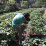 子供たちと一緒に畑仕事、せっかくなので強制労働させました