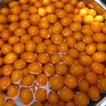 一人で畑の金柑狩り、とっても甘くて大好評でした