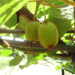 梅雨前に草むしりを終わらせたい。昼休憩中は黙々と草むしり