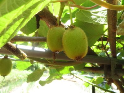 梅雨前に草むしりを終わらせたい。昼休憩中は黙々と草むしり