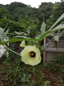 嫁さんと娘は東京帰省、男2人の生活が始まった