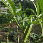 柿の木が大きくなり過ぎて収穫が難しくて大変なのだ