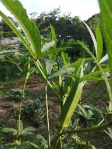 夏から一気に冬に入りそうな気配、でも畑に行けば季節感がある